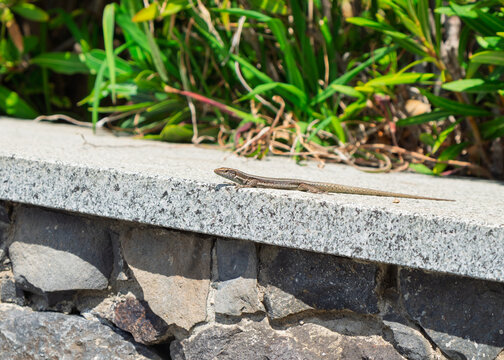 Madeiran wall Lizard on granite wall with green foliage in background sun bathing.