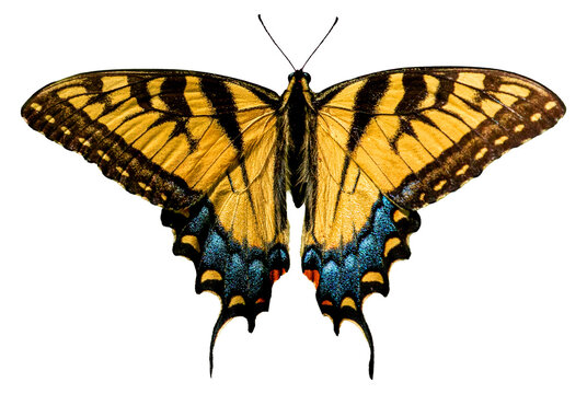 Yellow swallowtail butterfly Papilio glaucus
