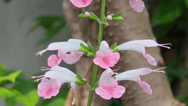 Pink flowers in the garden