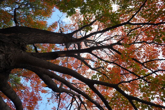 Autumn Leaves and Tree Detail