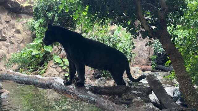 Black jaguar Panthera onca stands on tree trunk near water with Ficus benjamina foliage. Natural habitat includes Amazon rainforest and tropical forests of Central and South America.