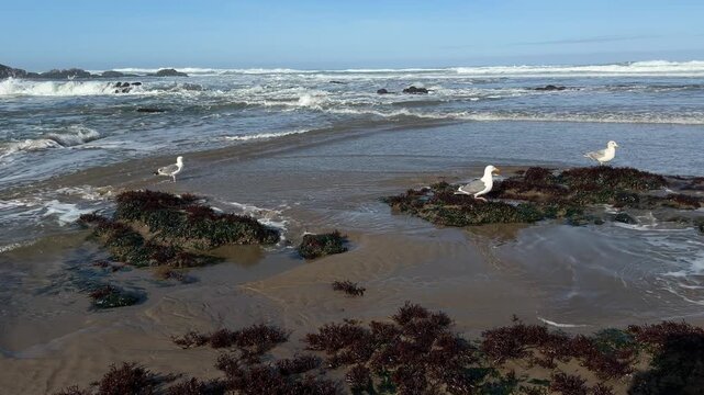 Seagulls hunting for food in tidepools during a minus tide on Nelscott Beach in Lincoln City, Oregon.