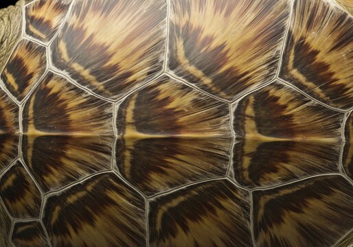 Abstract macro background of a tortoise shell texture with a detailed and beautiful natural pattern