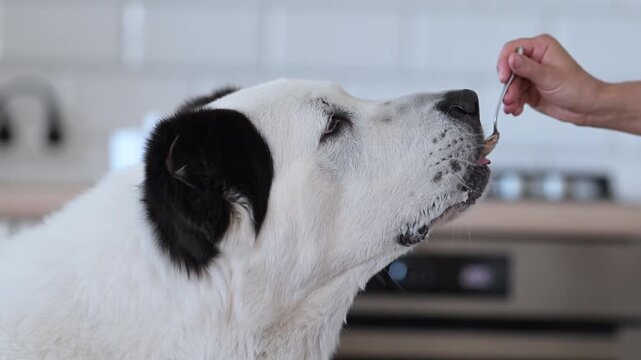 Cute giant Alabai being fed with spoon by woman at home, adorable 4K slow motion footage