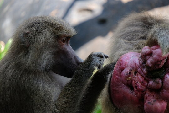 mother and baby baboon