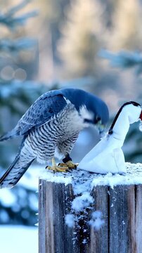 Peregrine falcon perches on snowy wood in winter. This raptor bird watches lure. Falcon is keen predator. Winter snow covers nature. Bird waits in cold winter snow. Falconry training active.