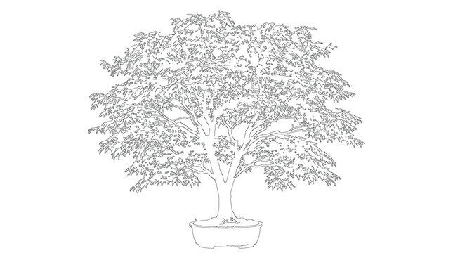 Sprawling Broadleaf Tree Wide Architecture Drawing Lineart Sketch Vector Illustration Nature Plant