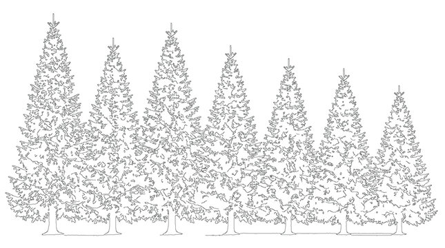 Cluster Pines Conifers Architecture Drawing Lineart Sketch Vector Illustration Nature Landscape Graphic