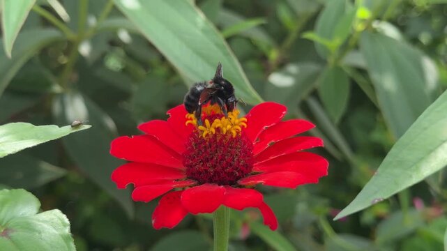 A Bee Lands on a Beautiful Red Zinnia in a Garden