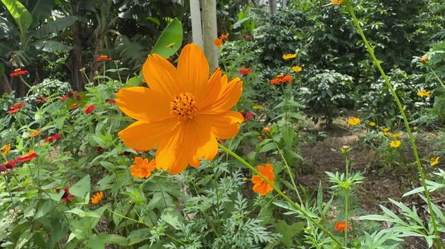 Beautiful Orange Sulphur Cosmos (Cosmos sulphureus)