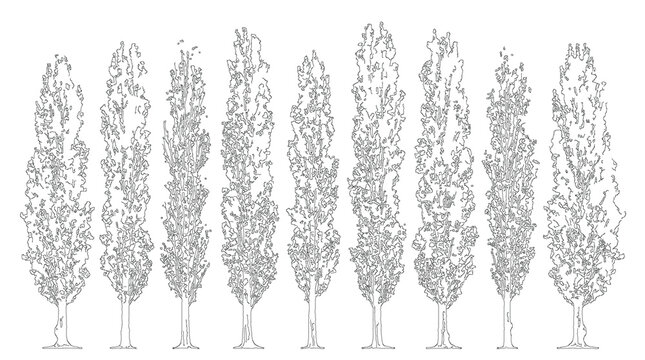 Poplars Row Trees Slender Architecture Drawing Lineart Sketch Vector Illustration Nature Plant