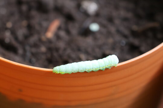 An up-close photograph of a cute green caterpillar crawling along the edge of a flowerpot.