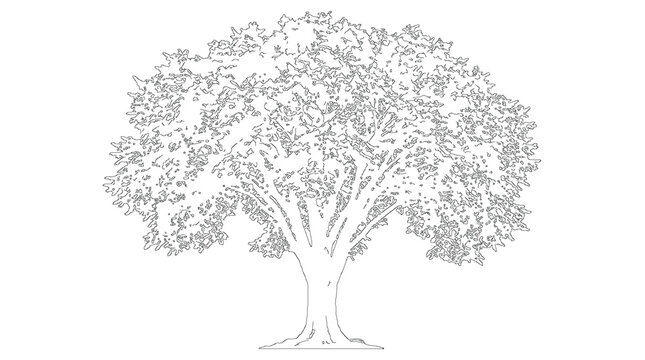 Full Broadleaf Tree Architecture Drawing Lineart Sketch Vector Illustration Nature Landscape Graphic