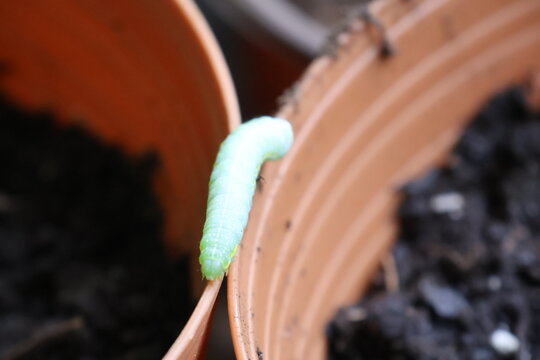 An up-close photograph of a cute green caterpillar crawling along the edge of a flowerpot.