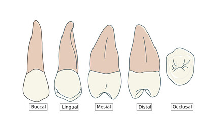 Maxillary Second Premolar Anatomy Diagram - Multi-View Dental Illustration © Bhuvana