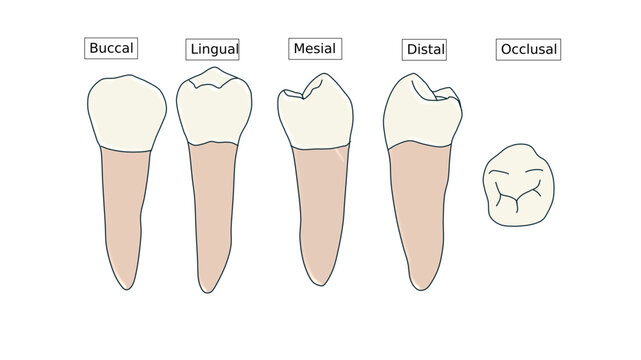 Mandibular Second Premolar Anatomy Diagram - Multi-View Dental Illustration