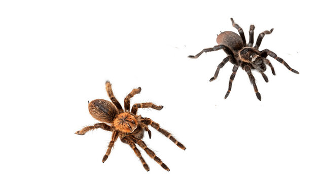 Two scary dangerous hairy tarantula spiders crawling side view macro arachnid wildlife isolated on transparent background cut out