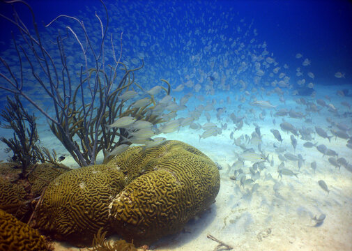 Massive school of yellowtail snapper swimming over vibrant brain coral in the Caribbean Sea