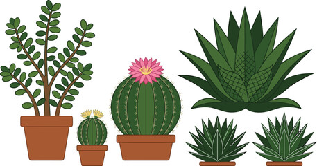 Potted Succulents and Cactus Vector Collection Featuring Flowering Barrel Cacti Jade Plant and Agave for Home Gardening and Indoor Botanical Designs © Rownok