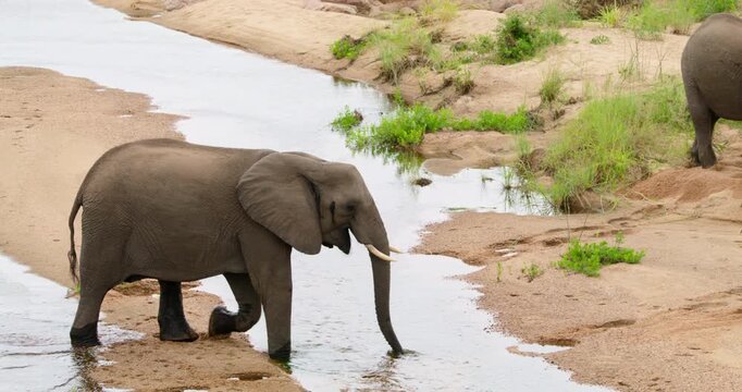 Realtime medium video shot of a wild African elephant walking through a shallow riverbed stream and drinking water from it. Natural safari scene in Kruger National Park, South Africa