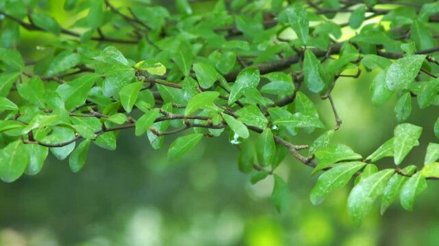 The gentle movement of a small, leafy, leafy branch against a blurred background. Suitable for nature, sustainability, meditation, and spa themes.