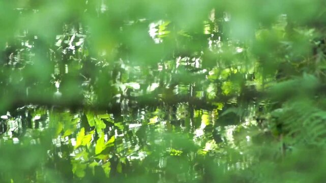 The reflection of shady trees on the clear, gently rippling water creates a relaxing atmosphere and nature background. Perfect for opening music videos or films with nature, spa, or meditation themes.