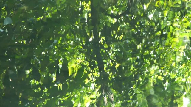 The reflection of shady trees on the clear, gently rippling water creates a relaxing atmosphere. Perfect for opening music videos or films with nature, spa, or meditation themes.