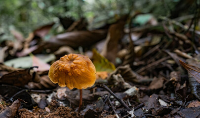 Pequeño hongo naranja creciendo sobre suelo húmedo en bosque tropical © Manuela