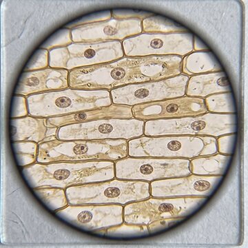 Illustrative image of humans epithelial cells viewed through a microscope 
