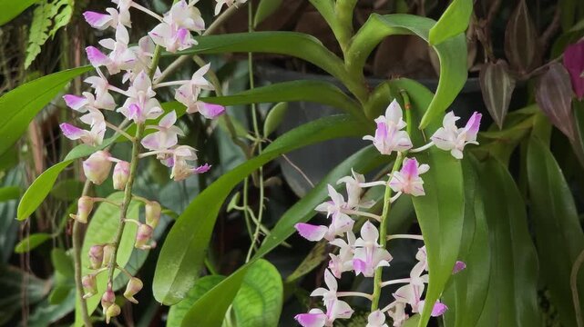 Purple orchids in the garden.