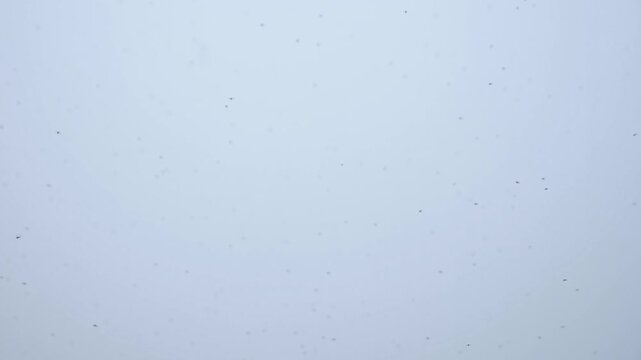 Dense swarm midges flying over pale blue sky in natural daylight outdoor environment