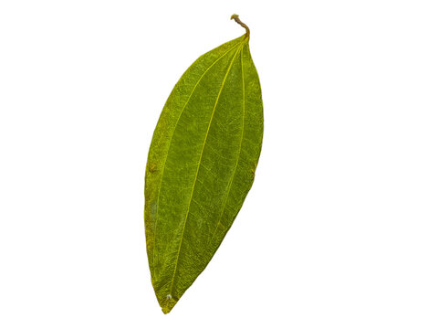 Single Dried Indian Bay Leaf (Tej Patta) Isolated on Plain Background. Aromatic spice for Indian cuisine (biryani, curries, pulao), herbal medicine, and Ayurvedic wellness.
