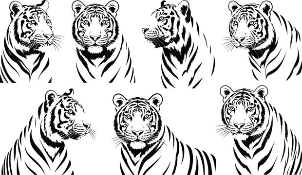 Tiger head portraits and figures vector set with big cat wildlife portrait illustration silhouette predator creature