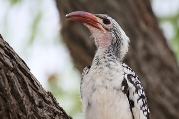 Fototapeta premium Southern Red-billed Hornbill perched on a tree in Etosha National Park, Namibia