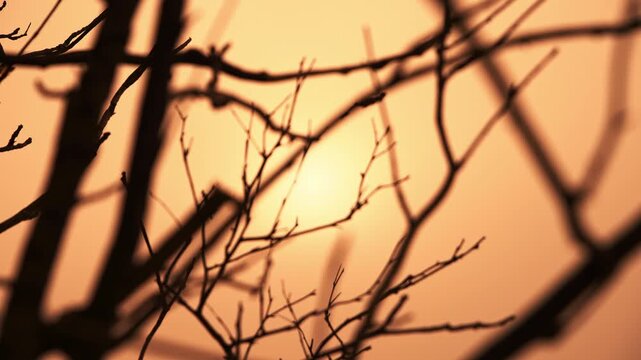 Silhouetted bare branches against warm sunset foggy sky with soft glowing sun background