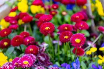 Red bellis perennis and purple violas flowerbed in spring © Viktoriia Paniot