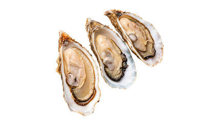 Three fresh open raw oyster seafood delicacy shells showing detailed texture isolated on transparent background © Olga