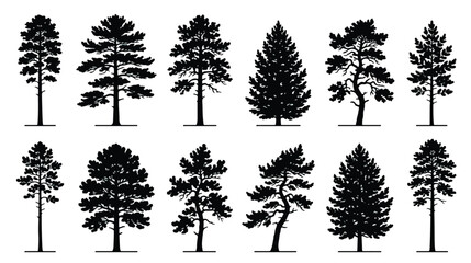 Pine tree silhouettes set, black coniferous forest evergreen trees collection, 12 detailed spruce and cedar vector icons for landscape design © Noman
