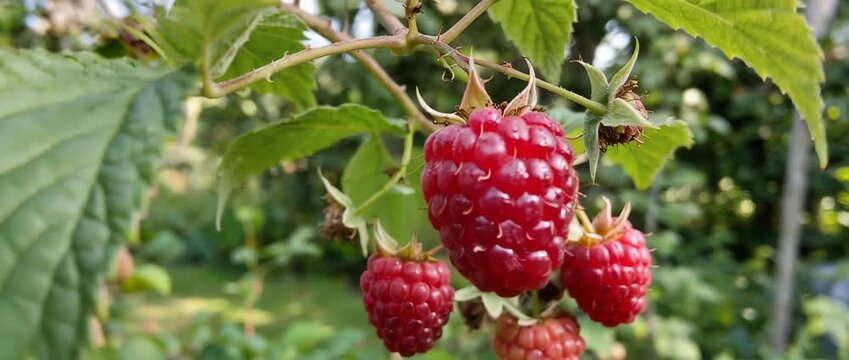 Close-up of ripe red raspberries hanging on a green garden bush with dew and textured drupelets, surrounded by leaves and blurred backyard foliage in natural sunlight
