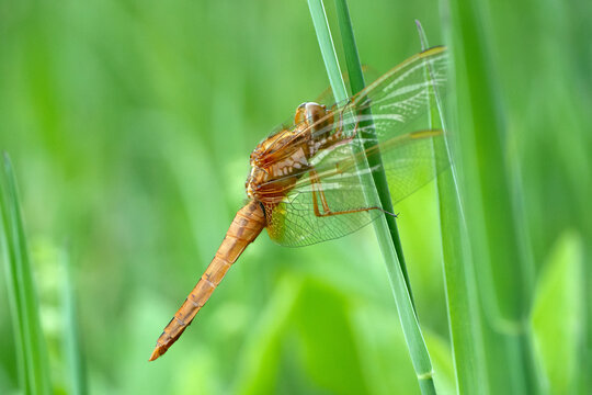 Scarlet Dragonfly Crocothemis erythraea beetle cockroach  perched