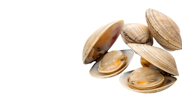 Multiple natural open double bivalve clam sea shells showing organic texture isolated on transparent background