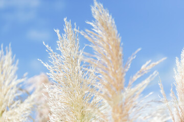 Fototapeta premium Soft ornamental grass against blue sky