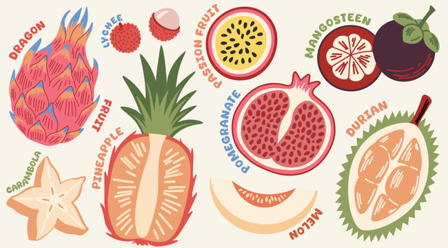 Illustration set of colorful exotic tropical fruits with text labels. Dragon fruit, pineapple, mangosteen, and durian for educational posters, healthy food menu, and organic product packaging.