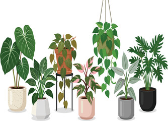Potted houseplants collection vector illustration, various green indoor tropical home plants isolated on a white background © Momin