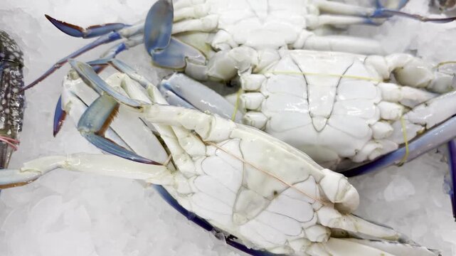 Close up blue swimming crab on ice bed and basket at fresh market, seafood selection for cooking, grocery shopping, and wet market concept.