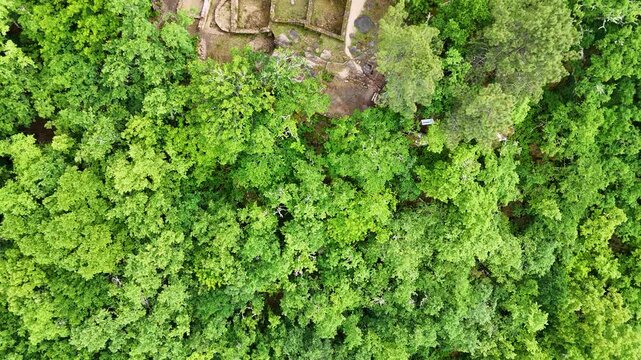 Aerial view of the dense green forest canopy and lush deciduous trees at Castro de Armea in Allariz, Province of Ourense, Spain.