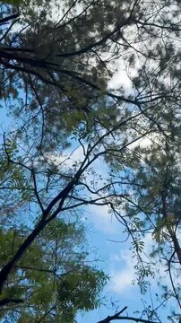 The video, filmed from a low angle, shows a clear sky and trees moving forward as the car moves.
