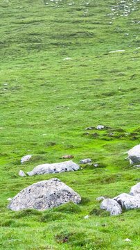 The video shows a Marmot grazing and moving around on green grass in the Tian Shan Mountains of Xinjiang Province, China.