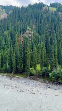 Panning video shows a stream in a lush pine forest in Xinjiang, China. Mountain ranges layer in the background on a clear, sunny day.
