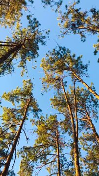 A low-angle video showing lush green pine trees swaying in the wind on a mountain in Chiang Mai, Thailand. The sky is a clear blue in the morning.